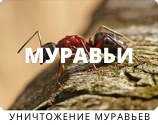 Уничтожение муравьев